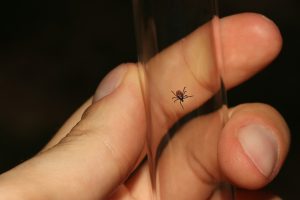 Tanulj egészségről, betegségről: Krónikus fertőzések - Hogyan kerüld el a kullancs okozta fertőzéseket? Kullancs